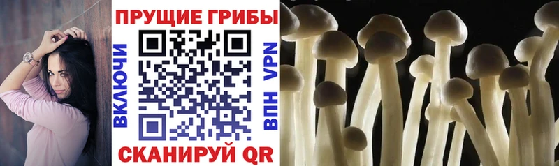 Псилоцибиновые грибы Cubensis  Сенгилей 